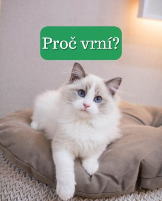 ✨ Kočičí vrnění není jen projev spokojenosti. Umí uklidnit, léčit a je to i jejich způsob komunikace. Od malých koťátek až...