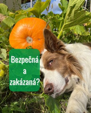 Pejsci si můžou pochutnat třeba na mrkvi, okurce, cuketě, dýni, hrášku nebo zelených fazolkách. Pozor ale na cibuli,...