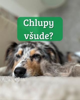 🐾 Chlupy všude! Ano, náš pes líná. Ano, chlupy najdete i v místech, kde jste je nikdy nečekali… 😅 Línání je přirozené –...