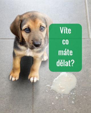 Pejsek zvrací bílou pěnu? 🐶 Ne vždy jde o vážný problém – často je to jen podrážděný nebo prázdný žaludek. Přesto je...