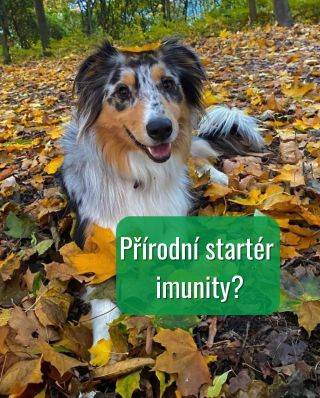 ✨ Kozí kolostrum – přírodní síla pro imunitu a regeneraci 🐐💪 Kolostrum je první mléko plné imunoglobulinů, růstových...