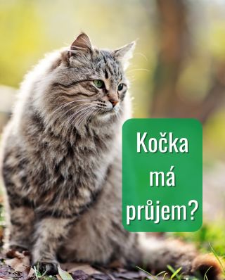 Kočka má průjem? 🐈 Nebojte,nejste v tom sami – je to jeden z nejčastějších problémů, se kterými se kočičí rodiče potýkají....