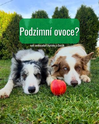 Podzim je ideální čas přidat do psí misky trochu ovoce 🍎🍂 Jablka, hrušky, borůvky, jahody nebo banán – přírodní posila...