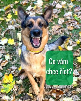 Tvůj pes s tebou mluví každý den – jen trochu jinak. Nepotřebuje slova, aby ti řekl, že se bojí, má radost nebo chce tvoji...