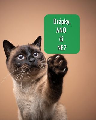 Stříhání kočičích drápků je téma, které často rozděluje majitele koček. Pravda je ale jednoduchá.. Venkovním kočkám drápky...