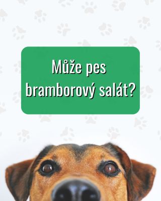 🐶🥔 Může pes bramborový salát? Klasický lidský salát pro psy vhodný není – cibule, majonéza a koření jim mohou způsobit...