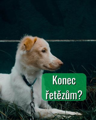 Od 1. 1. 2026 už nebude možné mít pejska dlouhodobě na řetězu. Dejme psům víc pohybu, bezpečí a důstojný život 🐾...