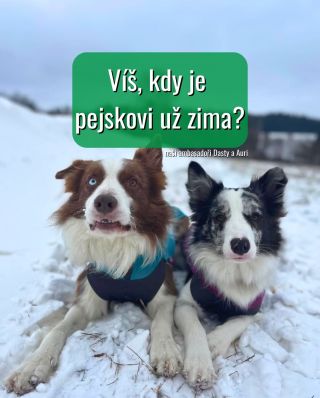 Pes ti neřekne, že mu je zima.. Jen zpomalí, stáhne ocas nebo zvedá tlapky. Třes je až poslední varování. Všímej si...